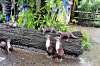 IMG_8768 Otter sculptures.JPG