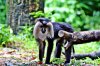 IMG_9419 Monkey.JPG