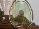 Does anyone know this racket? Muscle power 8
