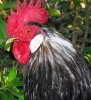 6280 Chicken Cayman crop.jpg