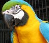 6341 Parrot Cayman crop.jpg