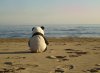 lonely_panda_at_the_beach.jpg