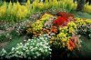 DSC_4775 flower bed.JPG20.jpg