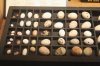 IMG_3299  Egg specimens.jpg