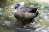 IMG_3216 Duck on water.jpg