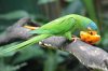 IMG_3195 Parrot.jpg