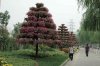 DSC_8597 Walk to BJUT.JPG B.jpg
