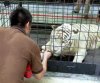 Spore Zoo white tigers treat.jpg