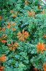 DSC_4328 flowers 20.JPG