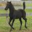 blackcolt